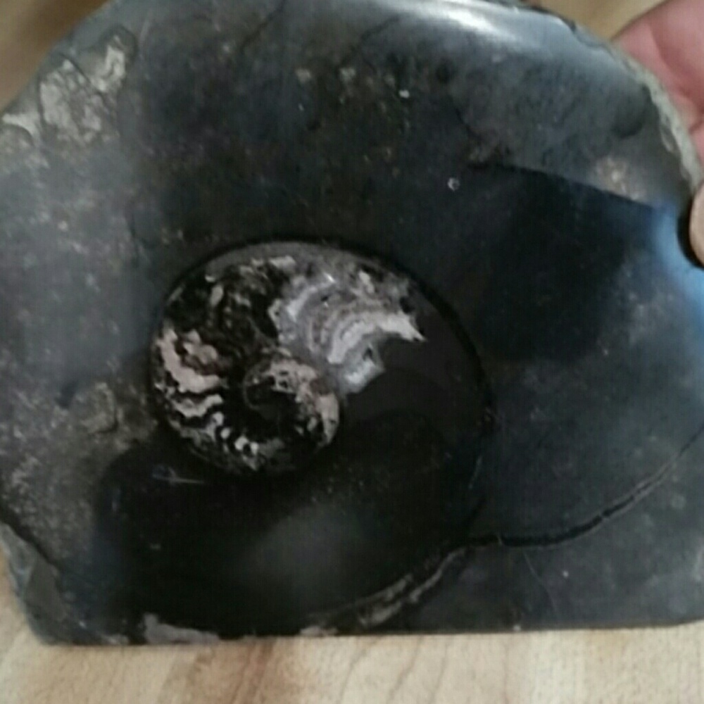 Fossil snail slab